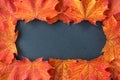 Border of orange and yellow maple leaves on a gray slate tile, as a fall nature background Royalty Free Stock Photo