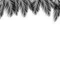 Border of palms branches on isolated on white background. Realistic tree palms. Vector Royalty Free Stock Photo