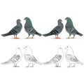 Border pigeons Carriers domestic breeds sports birds natural and outline vintage set two vector animals illustration for desig Royalty Free Stock Photo