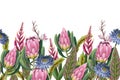 Border with proteas flowers. Trendy floral vector print. Royalty Free Stock Photo