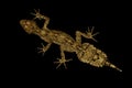 Border Ranges leaf-tailed gecko Saltuarius swaini