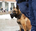 Border security dog composition Royalty Free Stock Photo