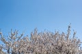 Border of Spring apricot blossoms against the blue sky Royalty Free Stock Photo