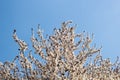 Border of Spring apricot blossoms against the blue sky