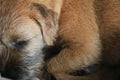 Border terrier in scene close up Royalty Free Stock Photo