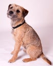 Border Terrier Royalty Free Stock Photo