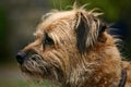 Border Terrier