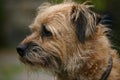 Border Terrier