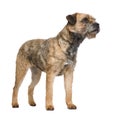 Border terrier Royalty Free Stock Photo