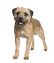 Border terrier Royalty Free Stock Photo