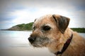 Border Terrier at Beach Royalty Free Stock Photo