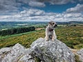 Border terrier on Dartmoor National Park Buckland Beacon Devon