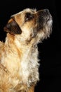 Border Terrier dog Royalty Free Stock Photo