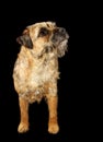 Border Terrier dog Royalty Free Stock Photo