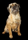 Border Terrier dog Royalty Free Stock Photo