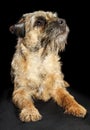 Border Terrier dog Royalty Free Stock Photo