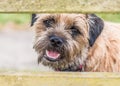 Border Terrier Dog Royalty Free Stock Photo