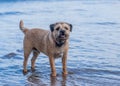 Border Terrier Dog Royalty Free Stock Photo