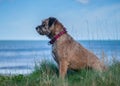 Border Terrier Dog Royalty Free Stock Photo