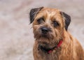 Border Terrier Dog Royalty Free Stock Photo