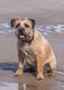 Border Terrier Dog Royalty Free Stock Photo
