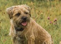 Border Terrier Dog Royalty Free Stock Photo