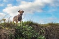 Border terrier dog outside on a high level of ground looking down