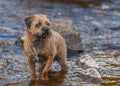 Border Terrier Dog standing in a stream. Royalty Free Stock Photo