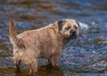 Border Terrier Dog standing in a stream. Royalty Free Stock Photo