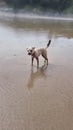 Border Terrier Pet Dog Playing on a cornish beach uk Royalty Free Stock Photo