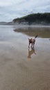 Border Terrier Pet Dog Playing on a cornish beach uk Royalty Free Stock Photo