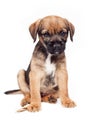 Border terrier puppy Royalty Free Stock Photo