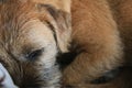 Border terrier in scene close up
