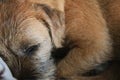 Border terrier in scene close up Royalty Free Stock Photo
