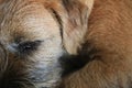 Border terrier in scene close up Royalty Free Stock Photo