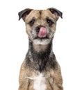 Border Terrier on white Royalty Free Stock Photo