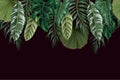 Border with tropical leaves such as monstera, palm leaf and other. Vector Royalty Free Stock Photo