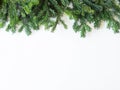 Border Twigs of green fresh evergreen spruce on white background