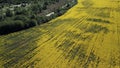 Border of two fields. Blooming yellow rapeseed and cereal sprouts. Aerial photography Royalty Free Stock Photo