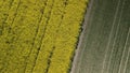 Border of two fields. Blooming yellow rapeseed and cereal sprouts. Camera down. Aerial photography Royalty Free Stock Photo