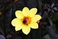 Border variety of dahlias Mignon