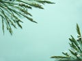 Border of various green wild meadow cereal grasses and white flowers on a pastel green background. Royalty Free Stock Photo