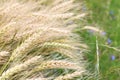 Border of the wheat field