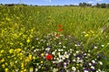 Border of wheat field with wild flowers.