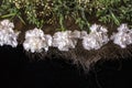 Border of white carnations with sprigs of boxwood on the interwoven straw lying black plywood