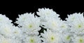 Border of white chrysanthemums in the water droplets of rain isolated black Royalty Free Stock Photo