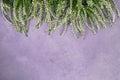Border of white common heather on purple background. Copy space, top view. Royalty Free Stock Photo