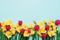 Border of yellow narcissus and red tulip flowers on the blue background. Mothers Day, birthday, Valentines Day concept Royalty Free Stock Photo