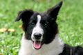 Bordercollie Royalty Free Stock Photo