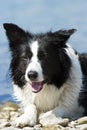 Bordercollie Royalty Free Stock Photo